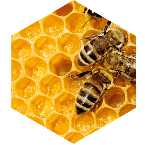 McCoy's Florida Honey Bees in hive.