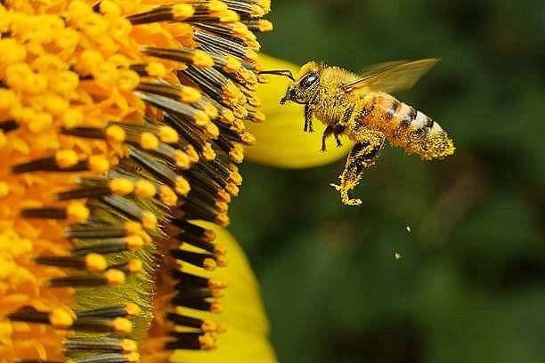 McCoy's Florida Honey Sunflower and Bee