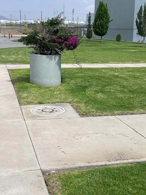 Gran jardinera con buganvillas moradas en flor sobre una base de hormigón, al lado de césped verde y un edificio gris.