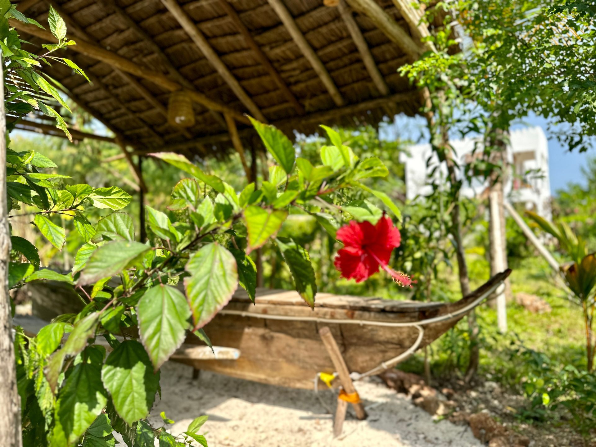 A red hibiscus flower is growing next to a wooden boat.