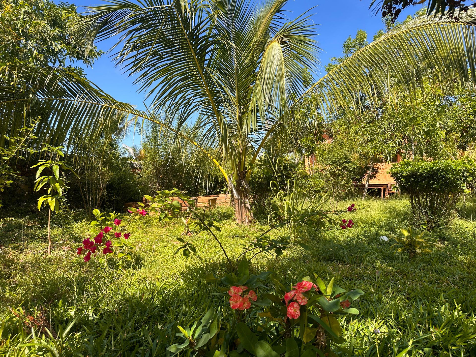 A garden filled with lots of flowers and trees on a sunny day.