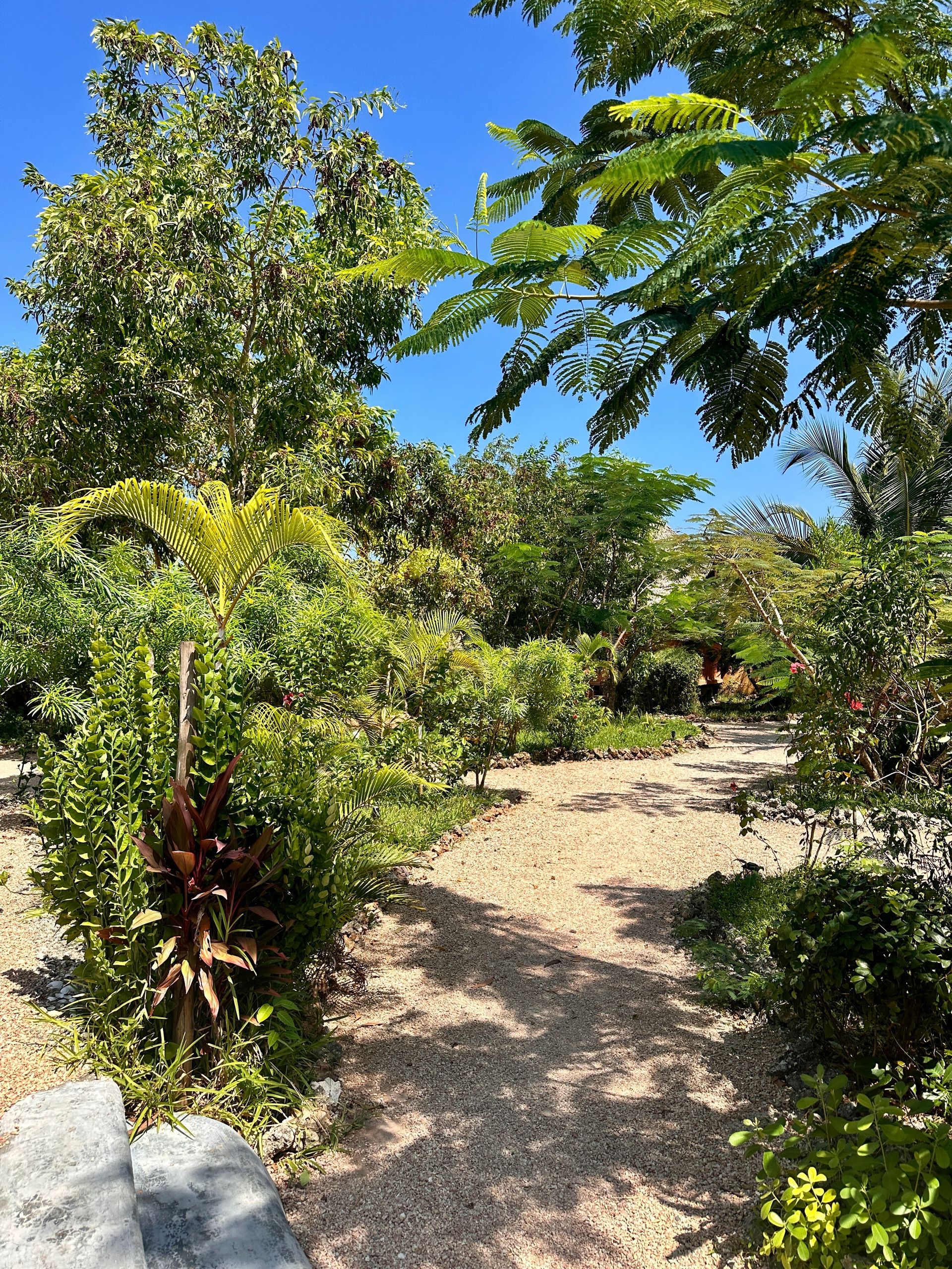 A dirt path surrounded by trees and bushes on a sunny day.