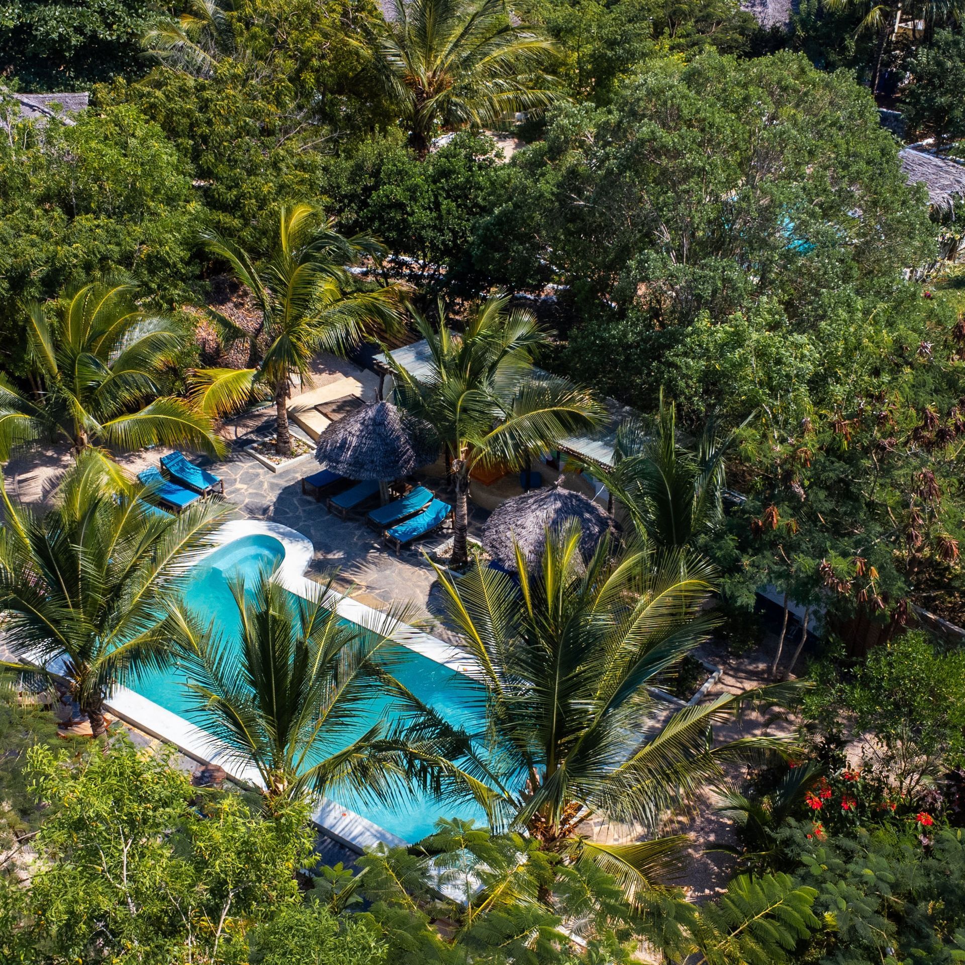 Aerial view: Tropical resort with pool, palm trees, and lounge chairs. Blue water, green foliage.
