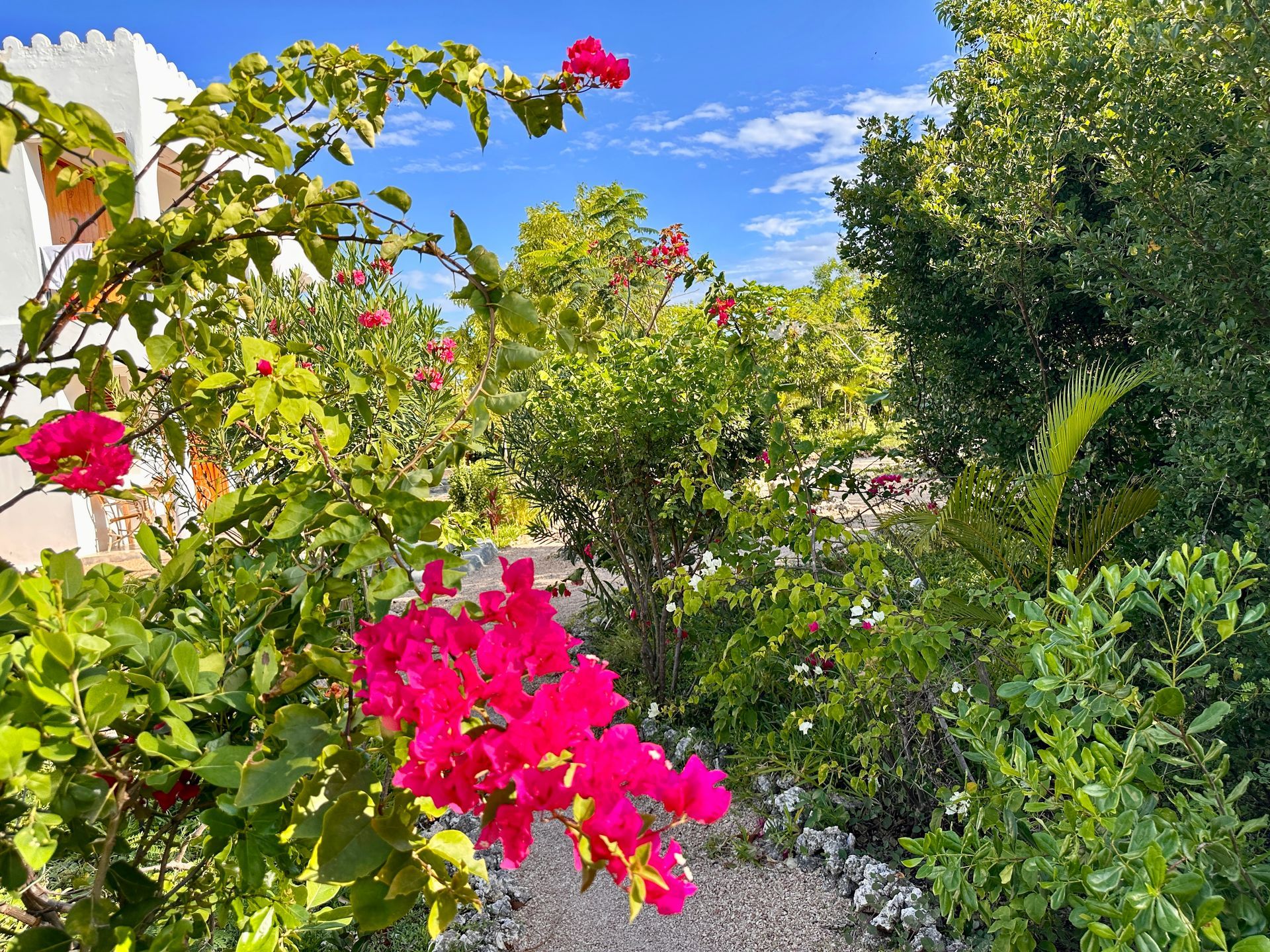 Des fleurs de bougainvilliers rose vif fleurissent dans un jardin tropical ; ciel bleu en arrière-plan.