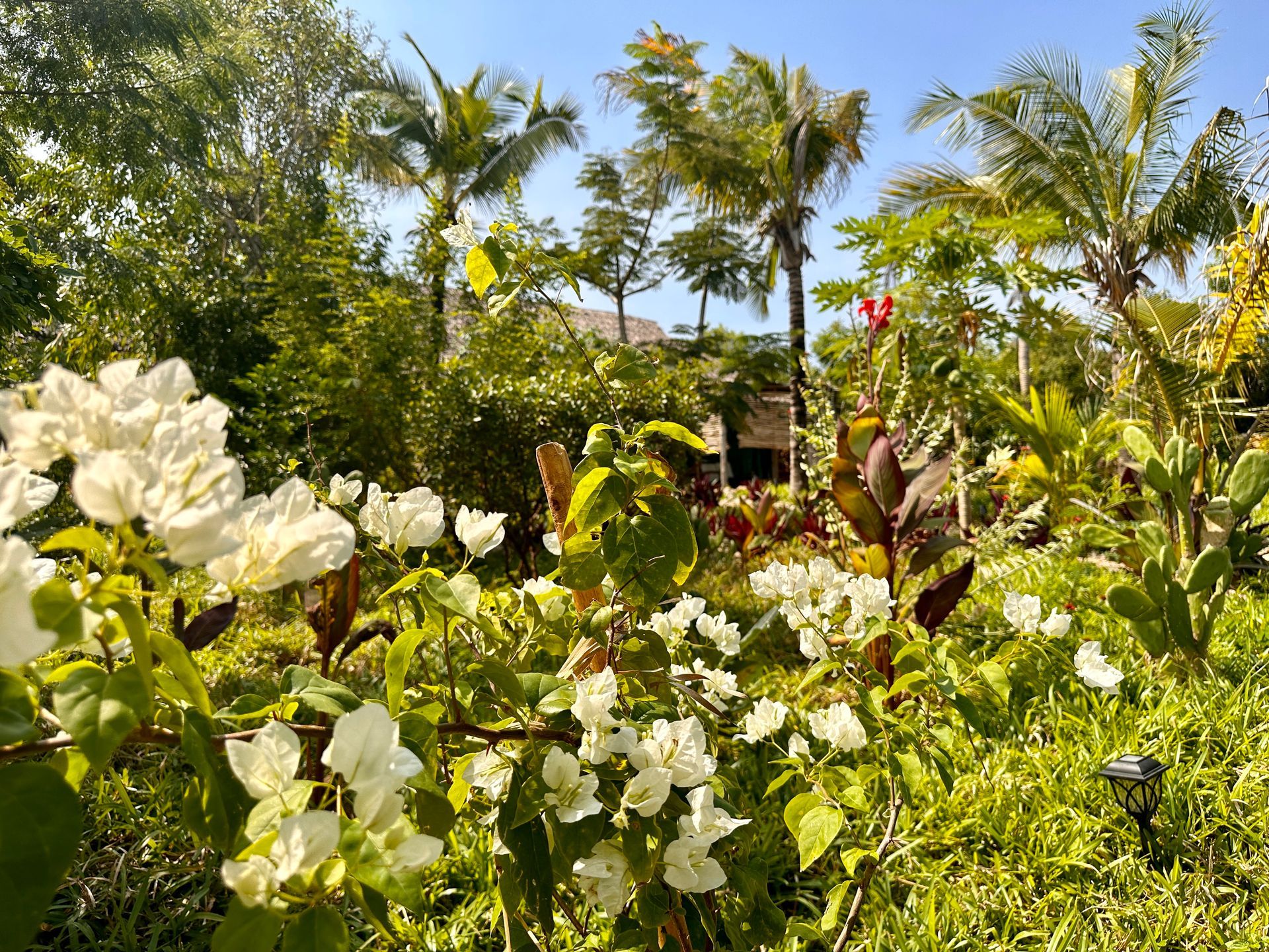 Jardin luxuriant avec des fleurs blanches au premier plan, des palmiers et un bâtiment sous un ciel ensoleillé.