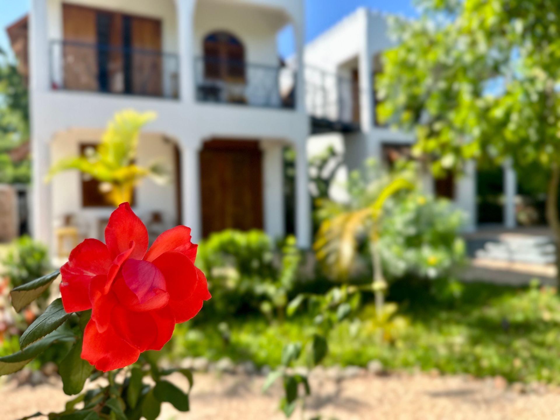 Fleur rouge vif au premier plan, villa blanche aux balcons flous en arrière-plan. Journée ensoleillée.
