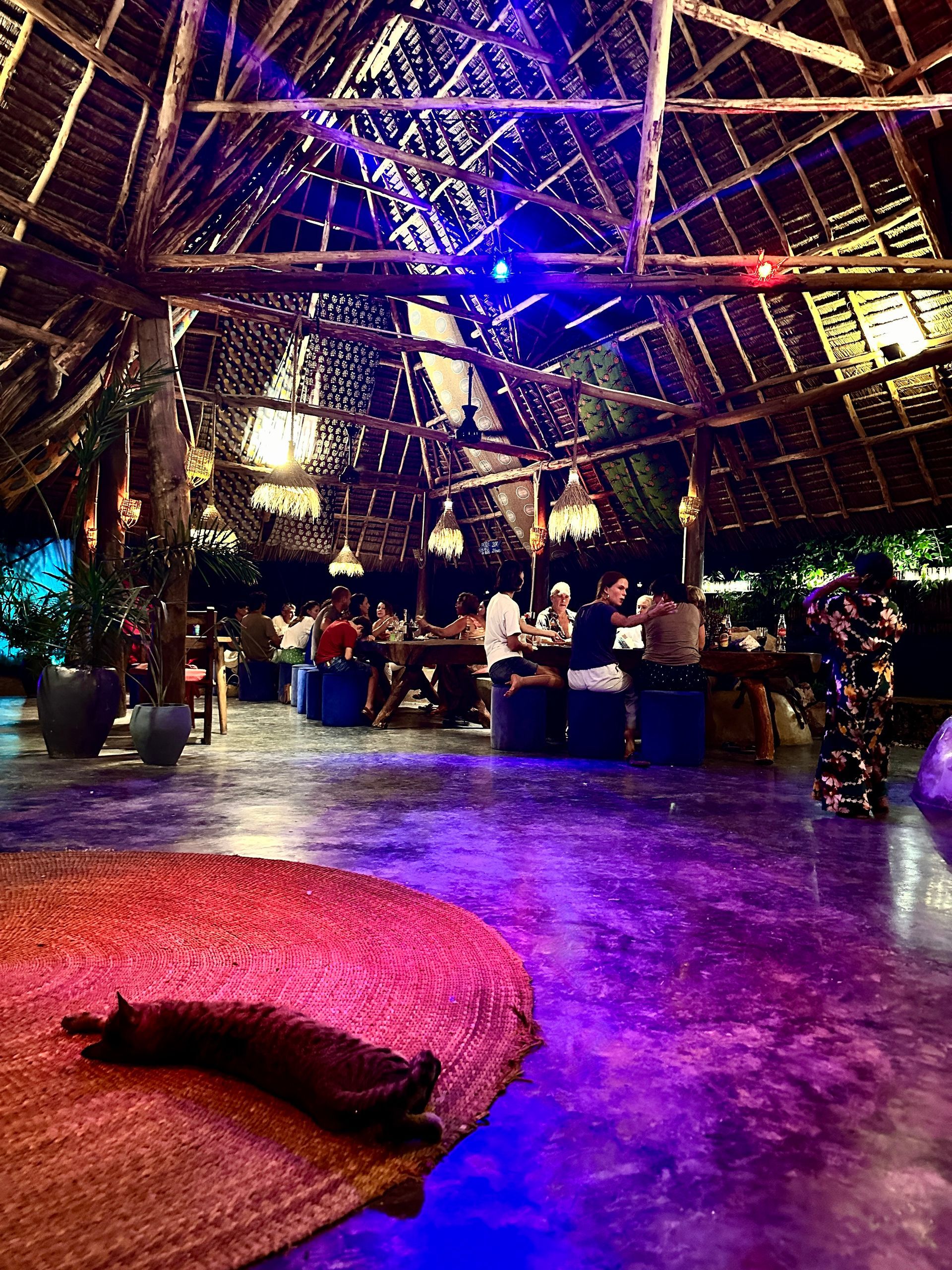 A cat is laying on a rug in a large room with purple lights.