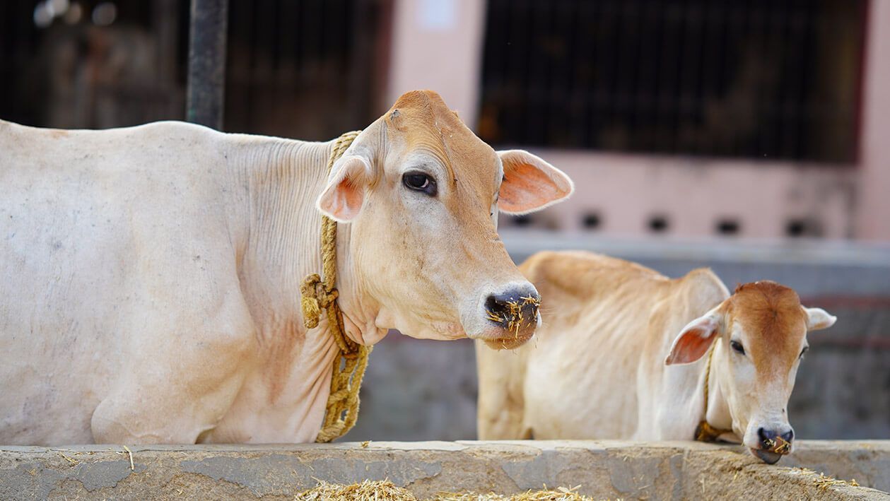 Casa el Bramador - Productos Veterinarios e Insumos Agrícolas