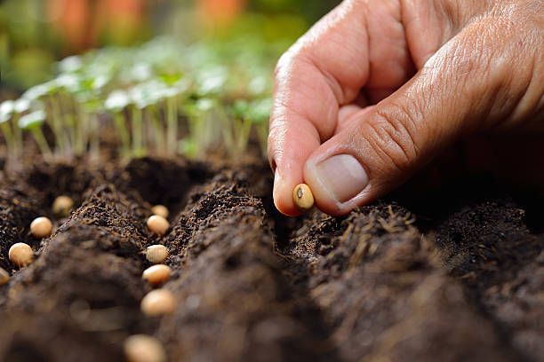 Casa el Bramador - Productos Veterinarios e Insumos Agrícolas