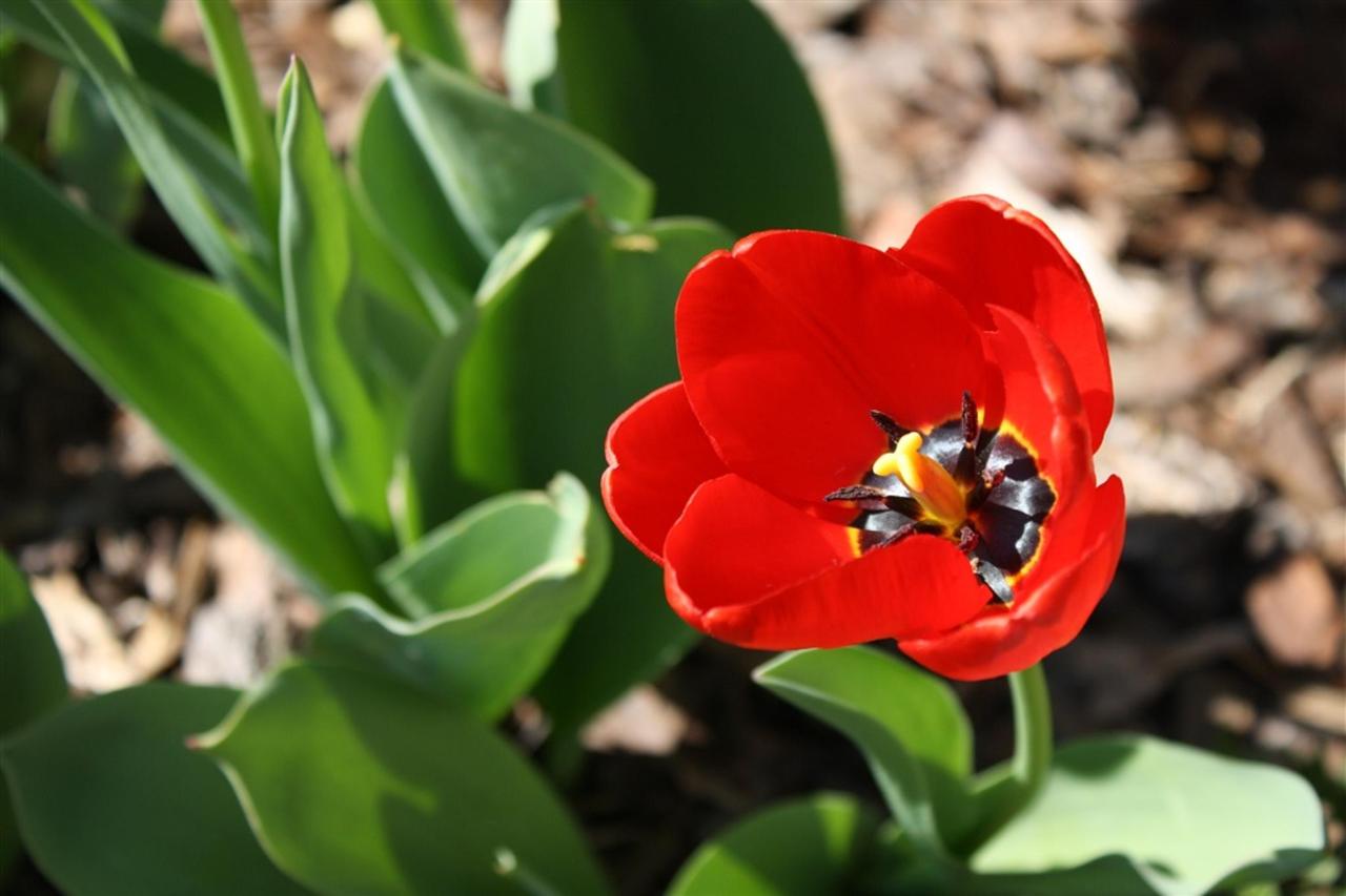 Red tulip in full bloom with green leaves, set against a background of brown mulch.