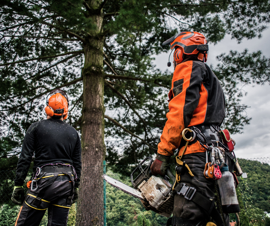 Cutting Down a Palm Tree with a Chainsaw Tree Service Company