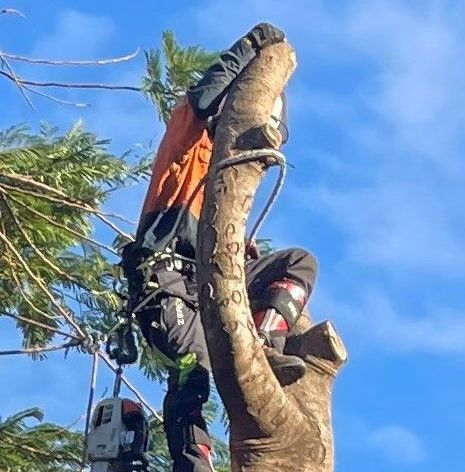 Tree Services Brisbane