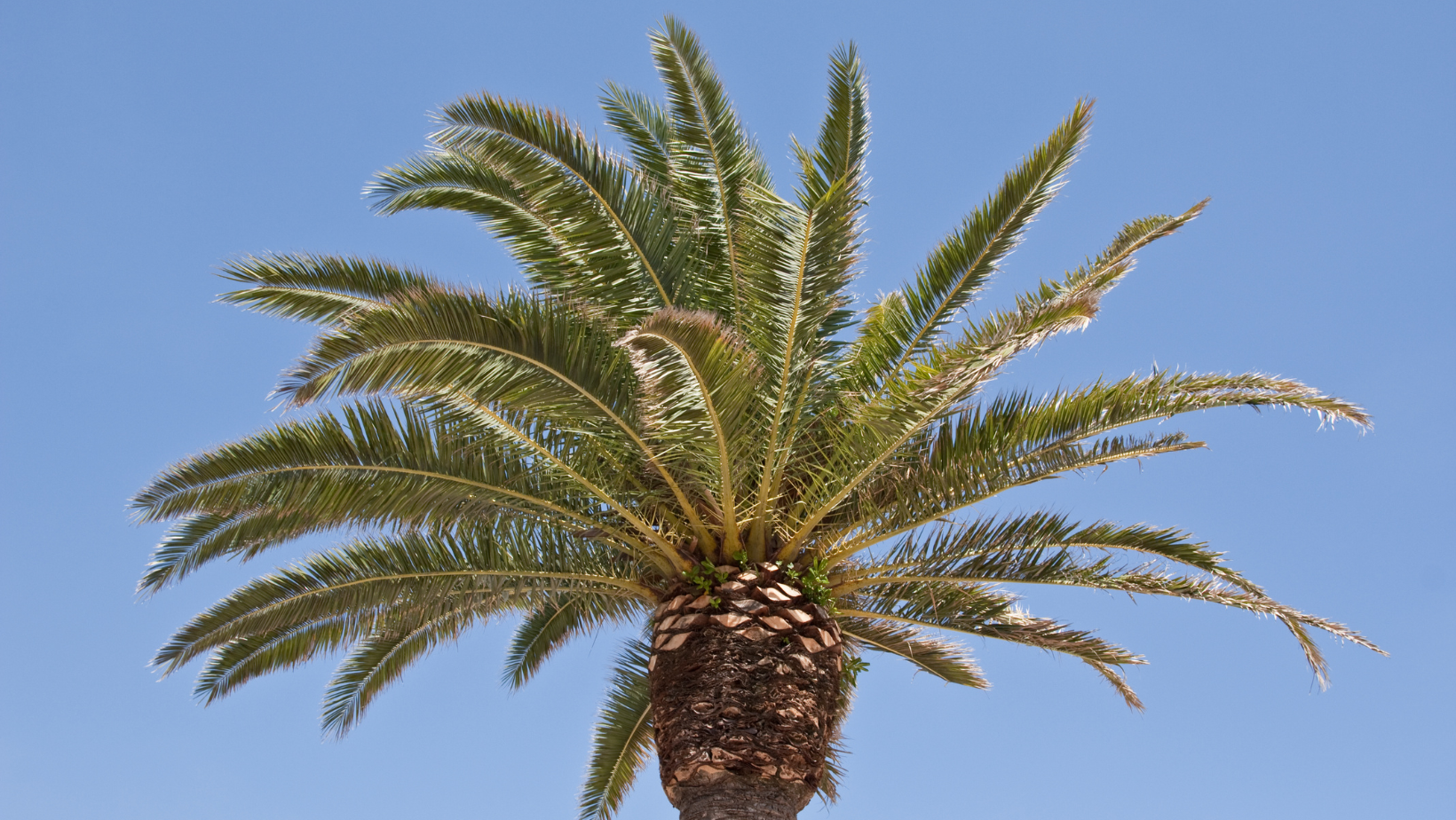 palm tree removal Brisbane