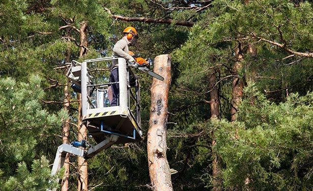 Tree Lopper Ipswich