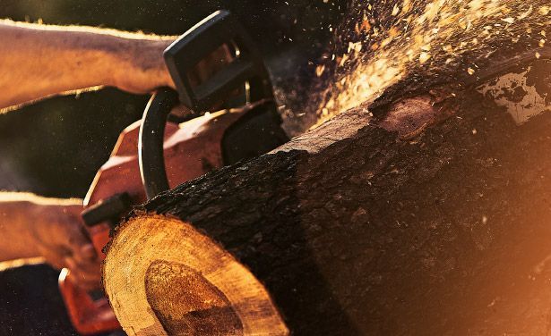 Tree Loppers Logan