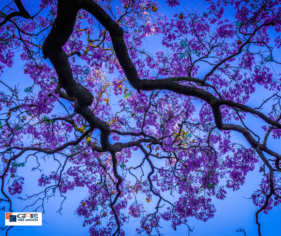 Tree Lopping Services Brisbane