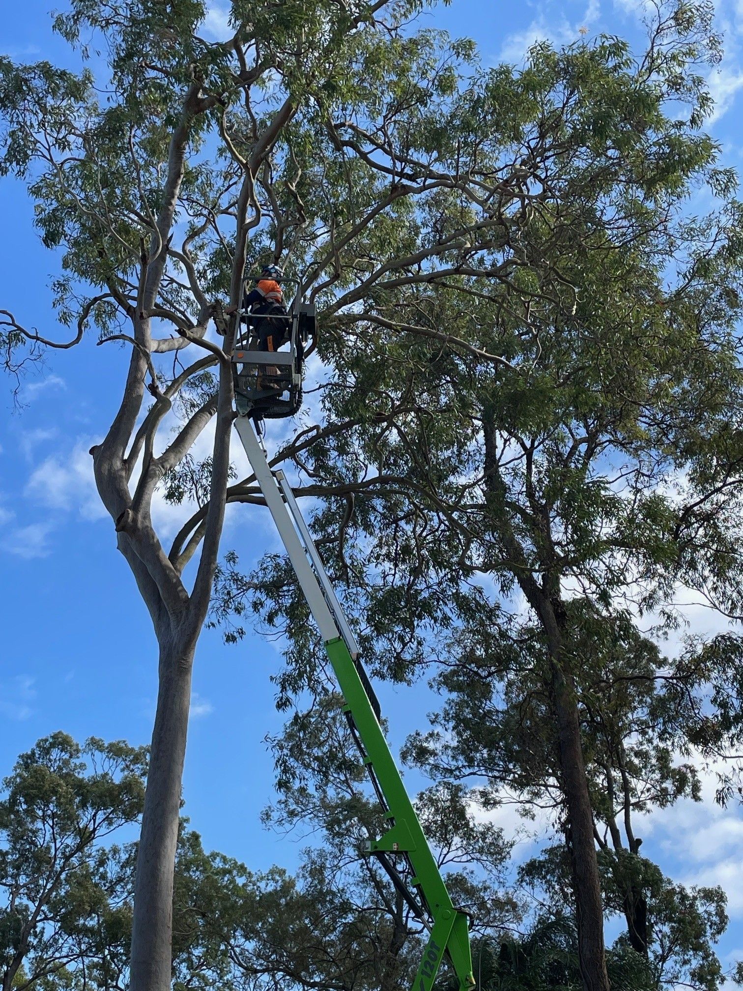 tree removal logan