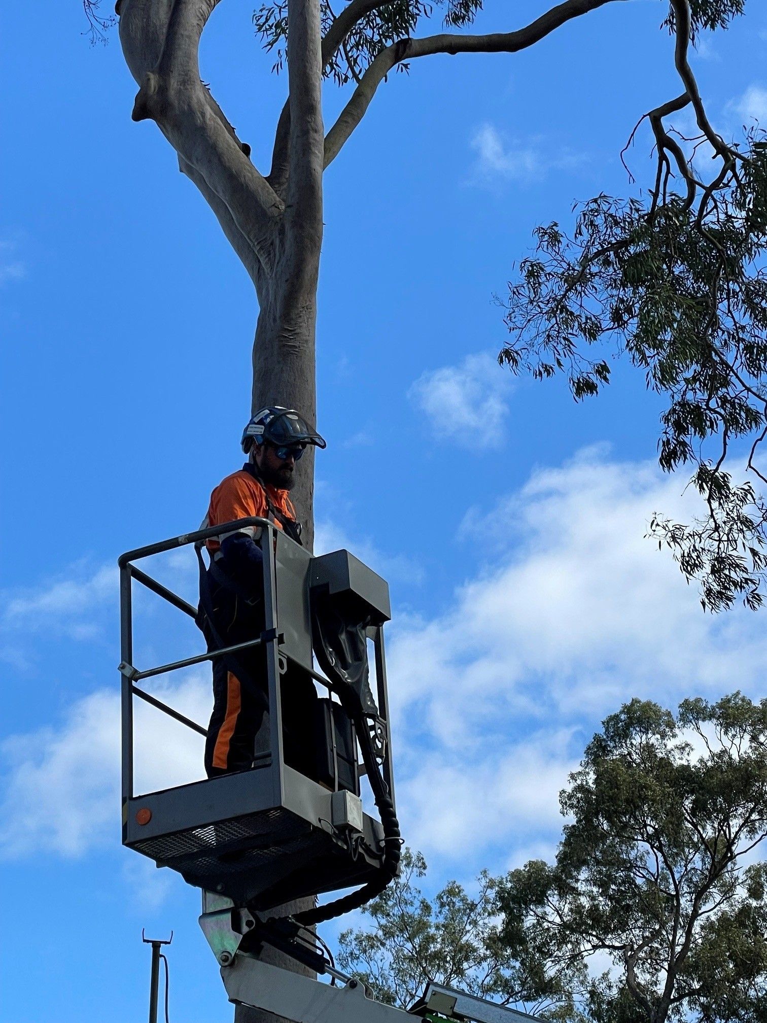 Tree Trimming Brisbane by GDE