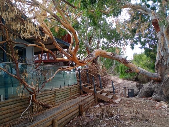 emergency tree removal