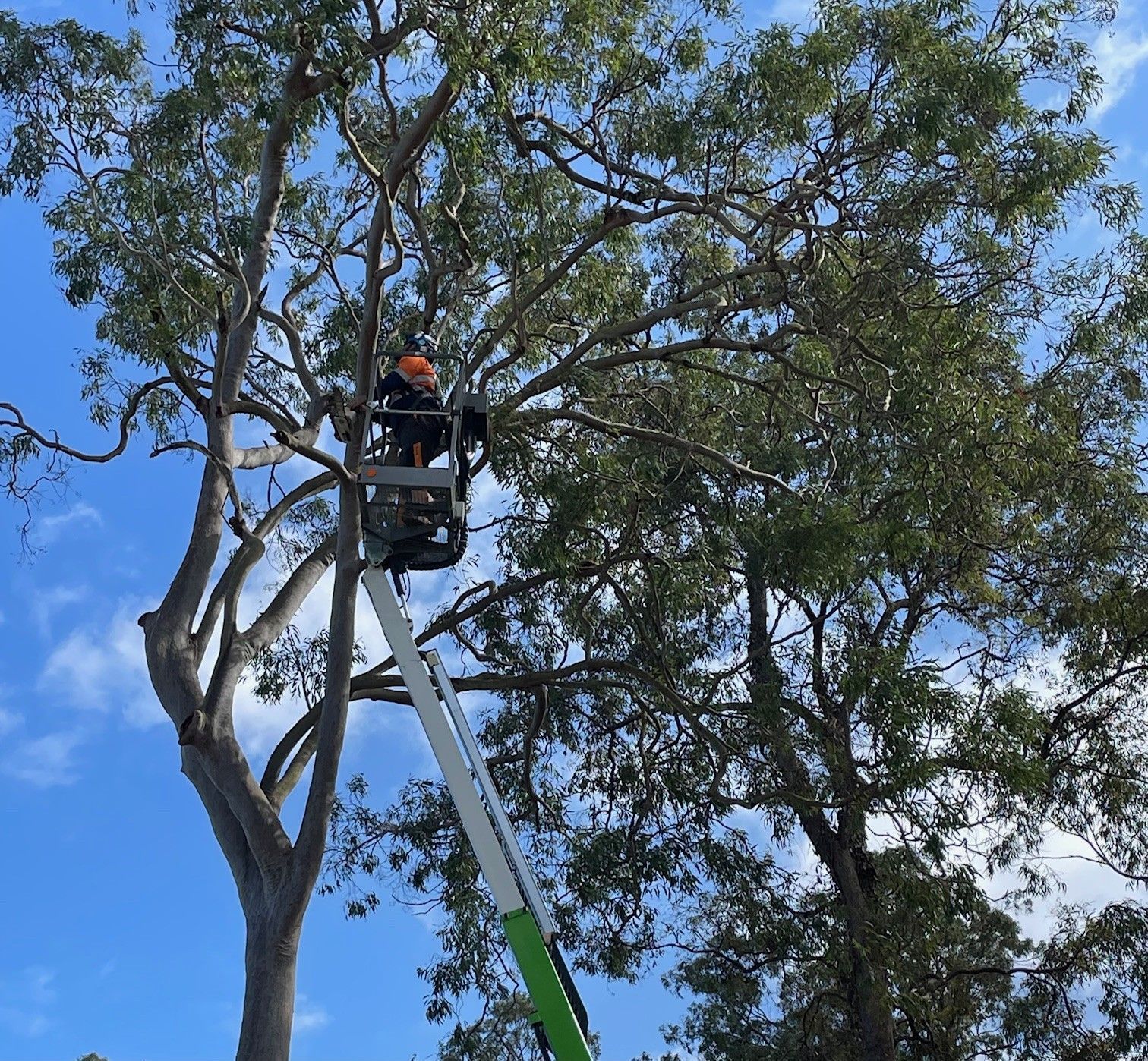 Tree Removal Redlands