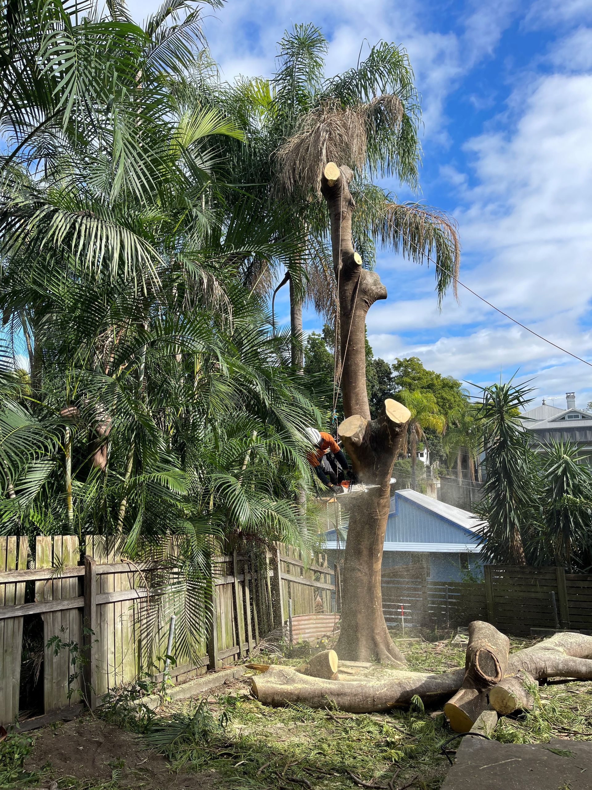 tree felling services acacia ridge