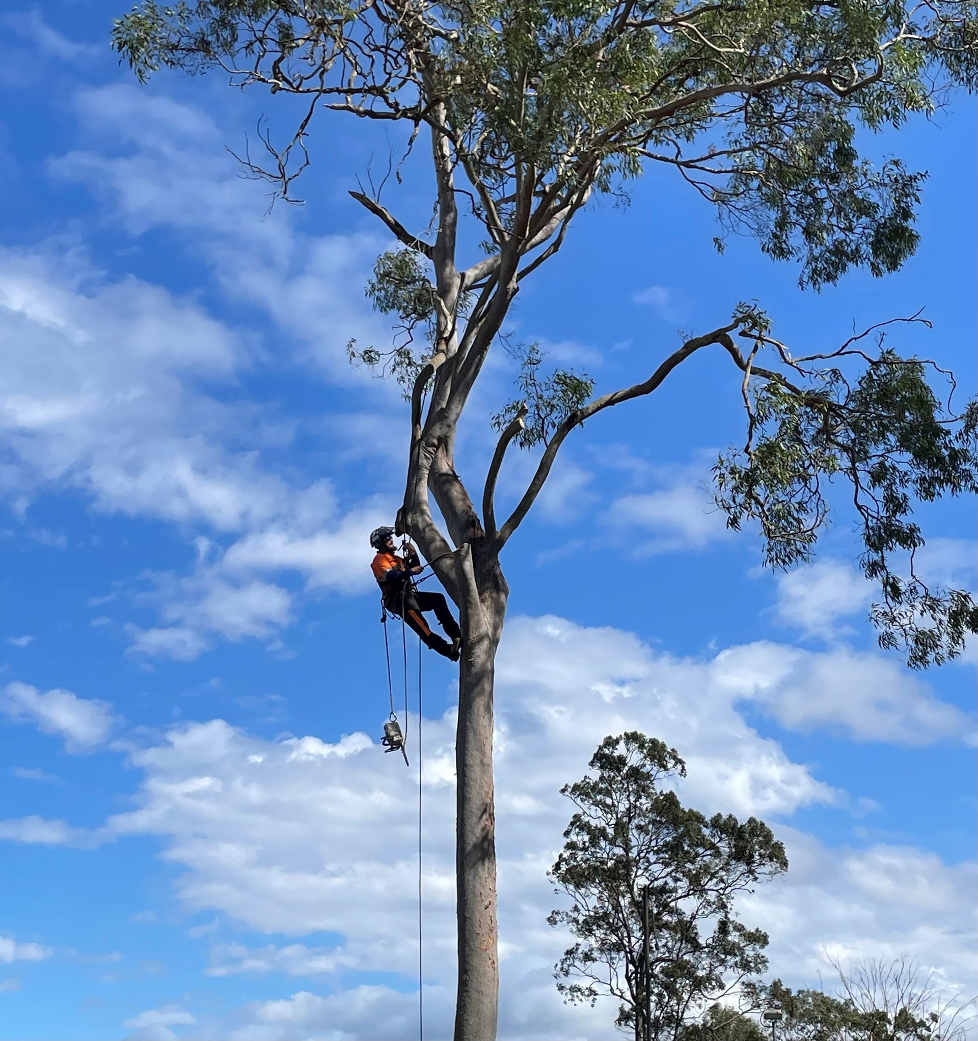 tree removal Bellbowrie
