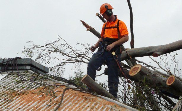 Tree Services Brisbane