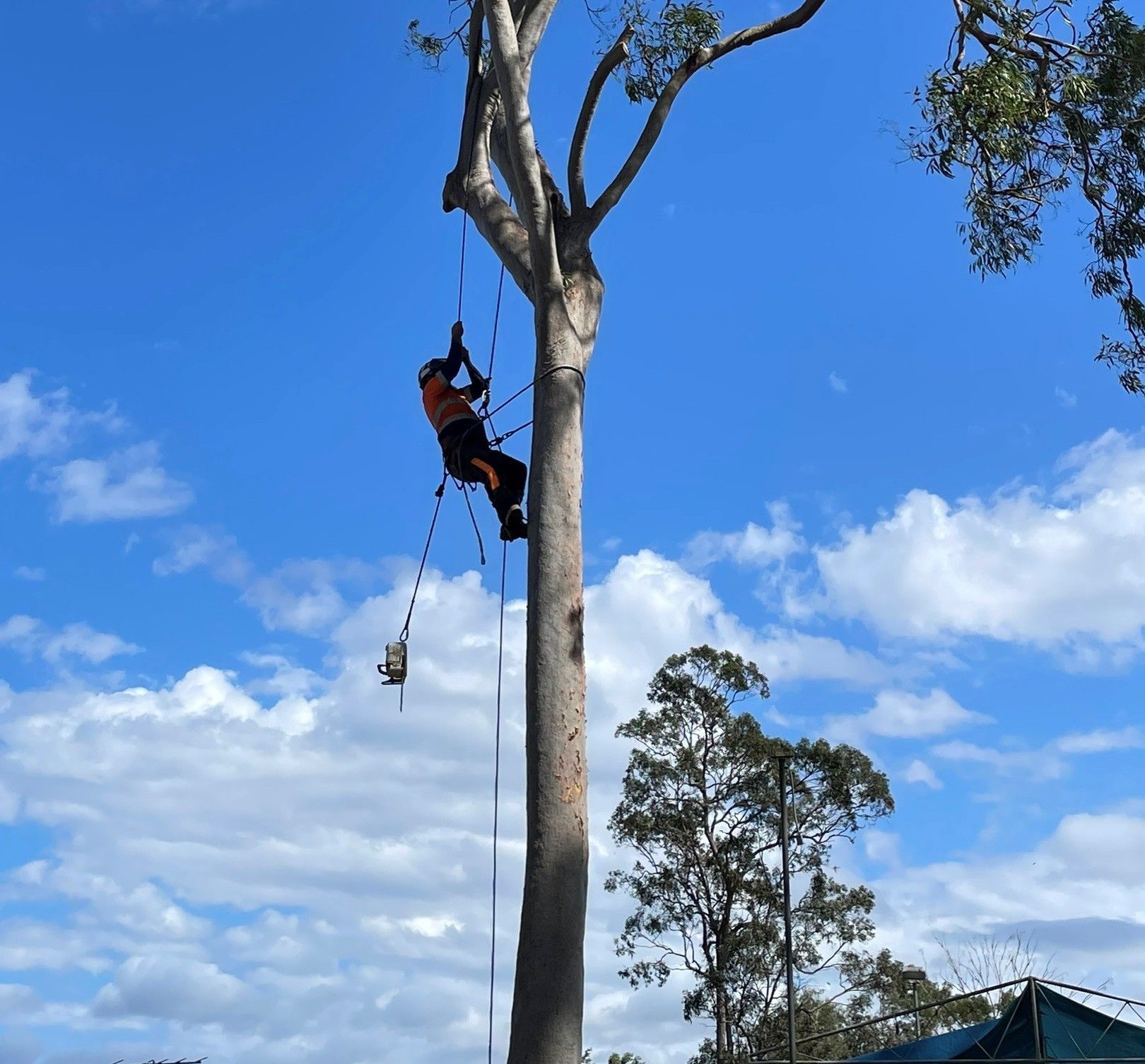 Tree Removal Redlands