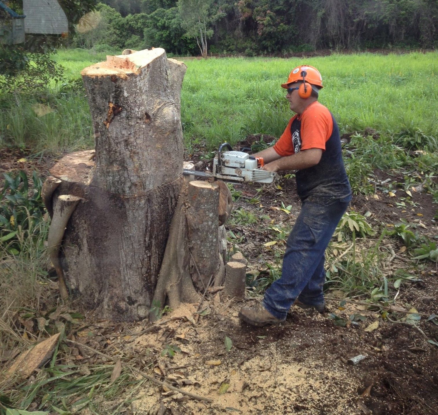 Gold Coast Tree Services