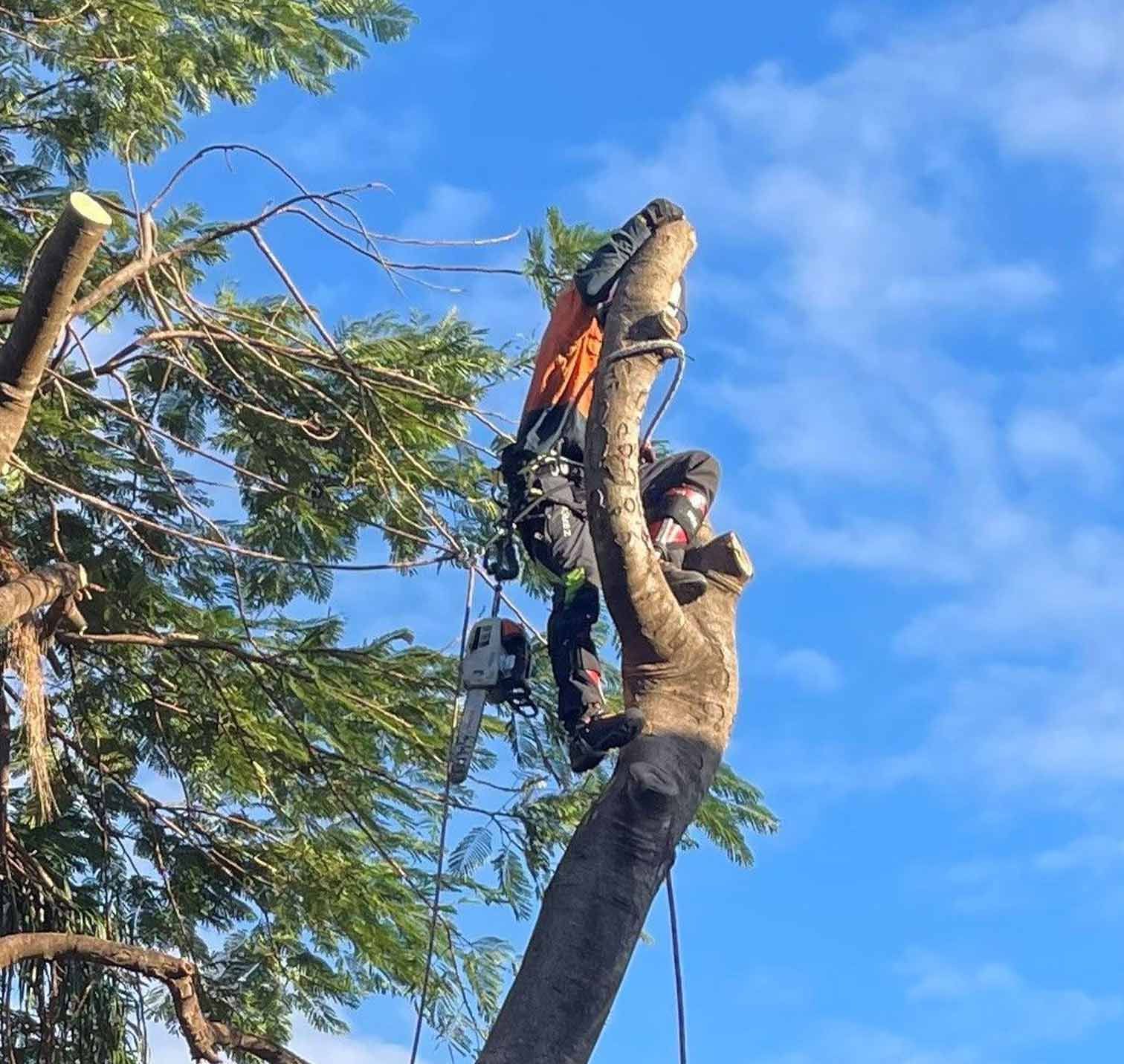 Arborist Ipswich