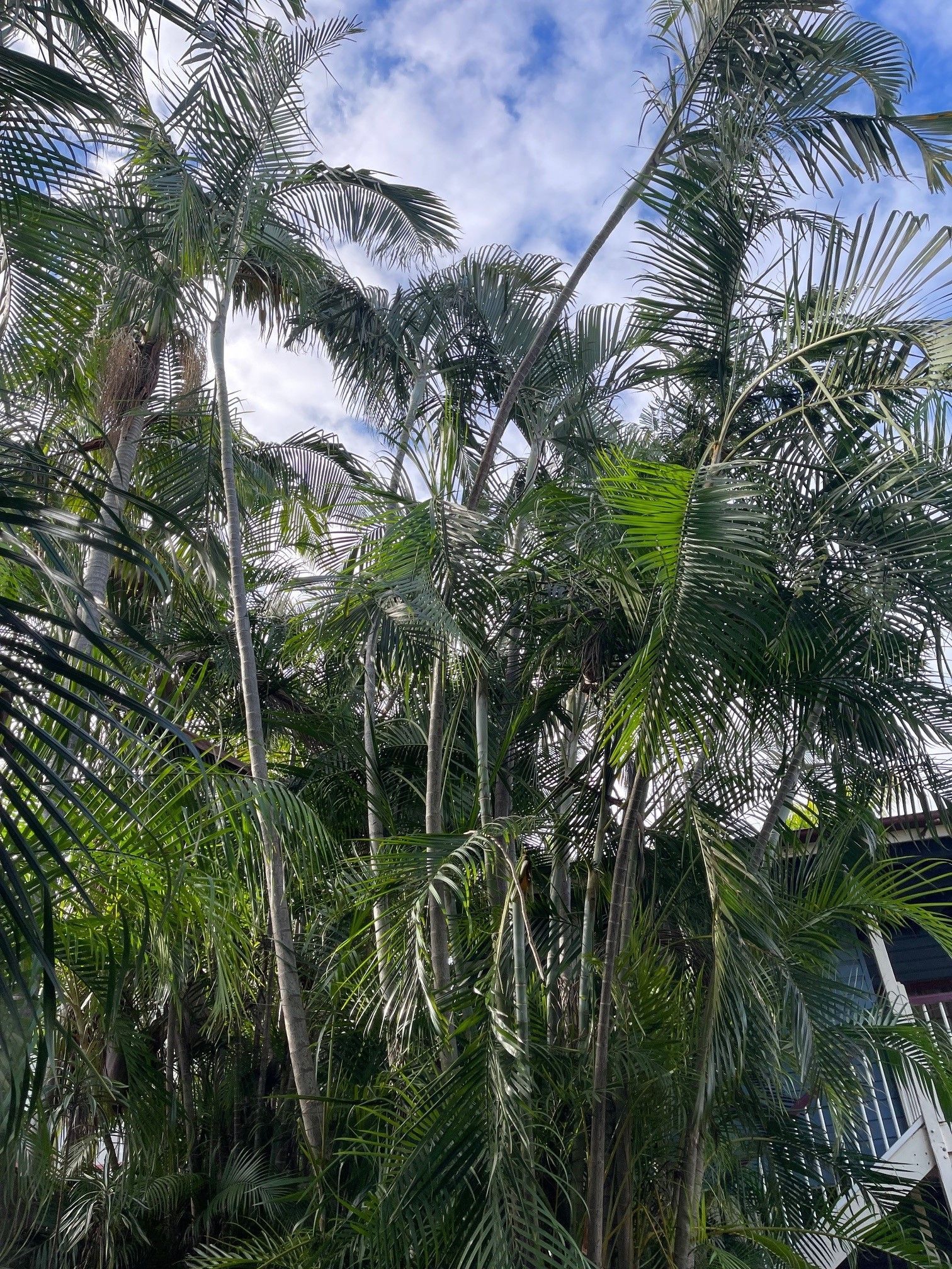 brisbane Arborist