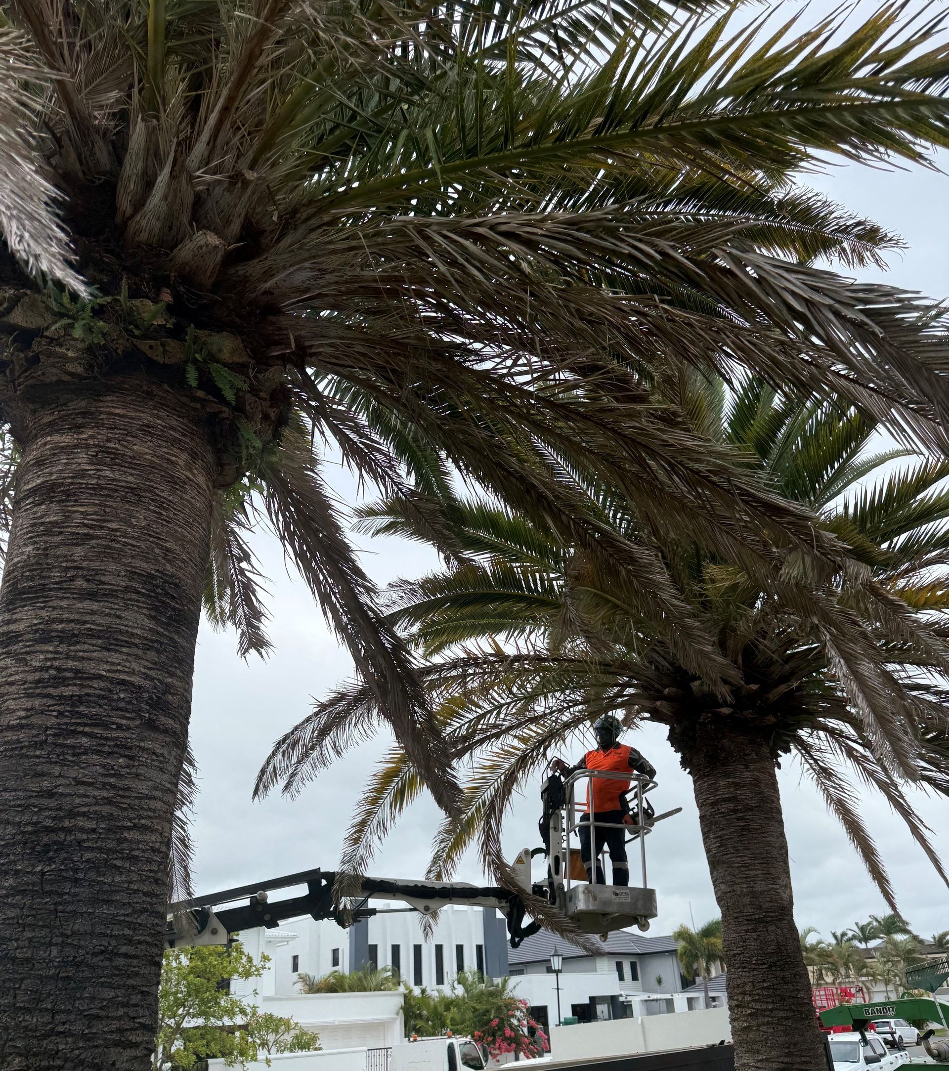 Tree trimming and pruning being completed on a Brisbane property