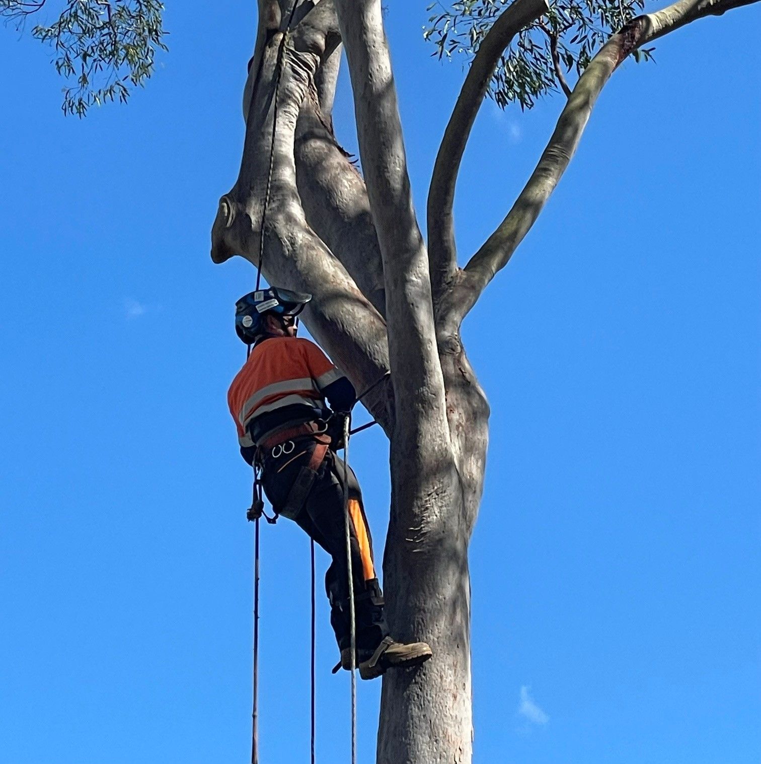 Professional tree felling services on a Brisbane property