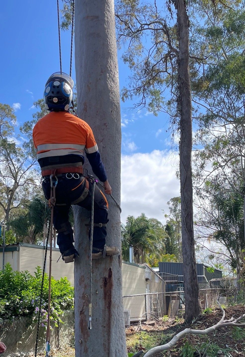 GDE Tree Services completing professional tree lopping in Brisbane