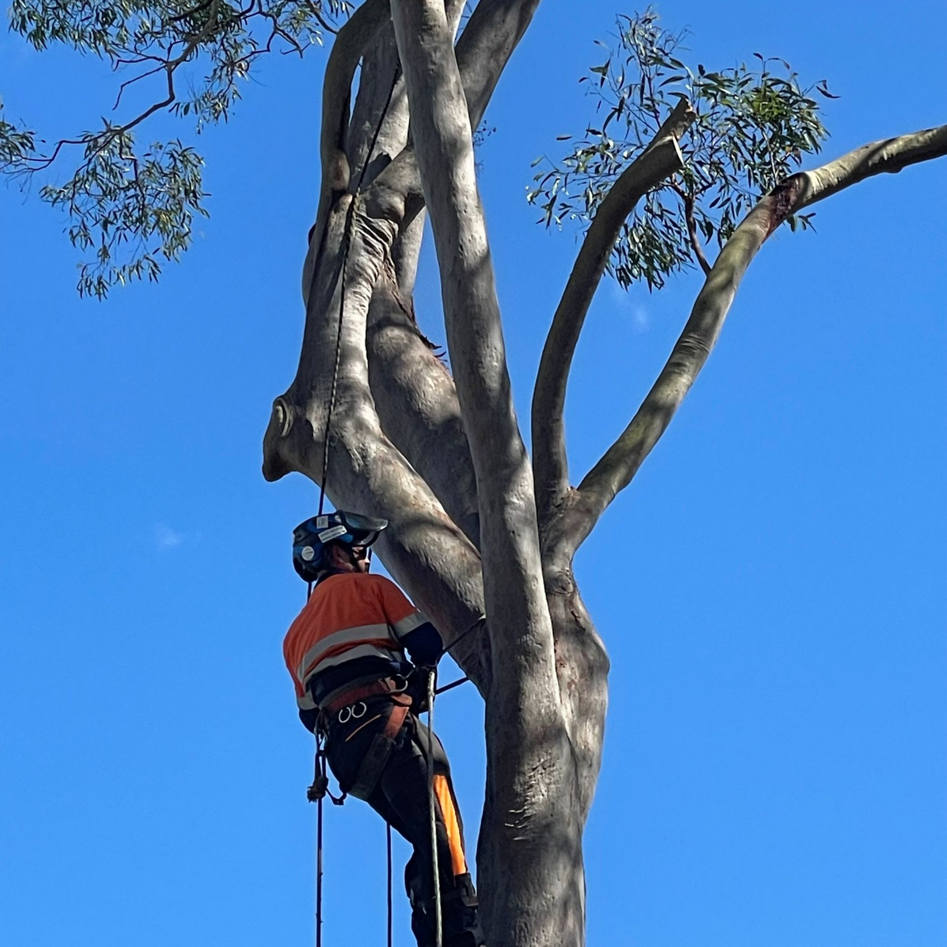 tree removal brisbane