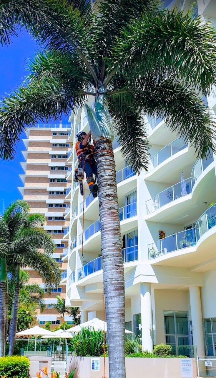 Professional tree trimming services in Brisbane by GDE Tree Services