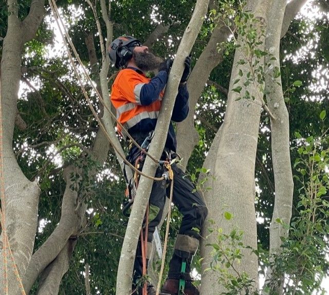 Brisbane Tree Services