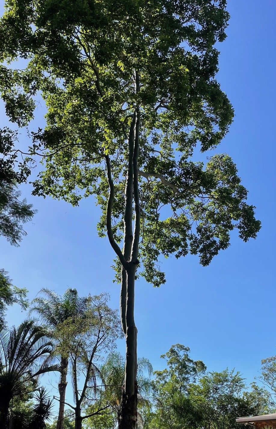 Tree Services Brisbane