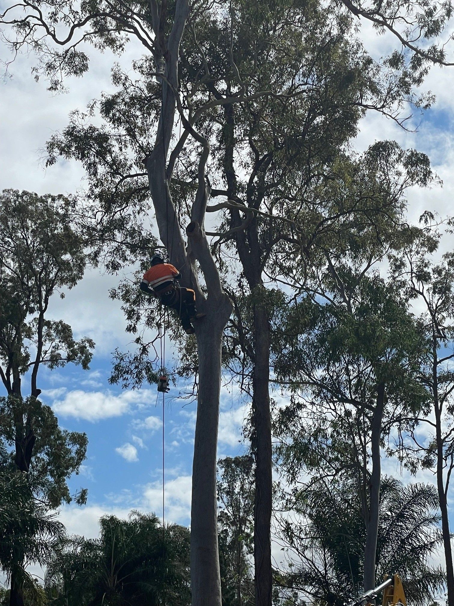 Expert Tree Lopping Services in Logan | GDE Tree Services