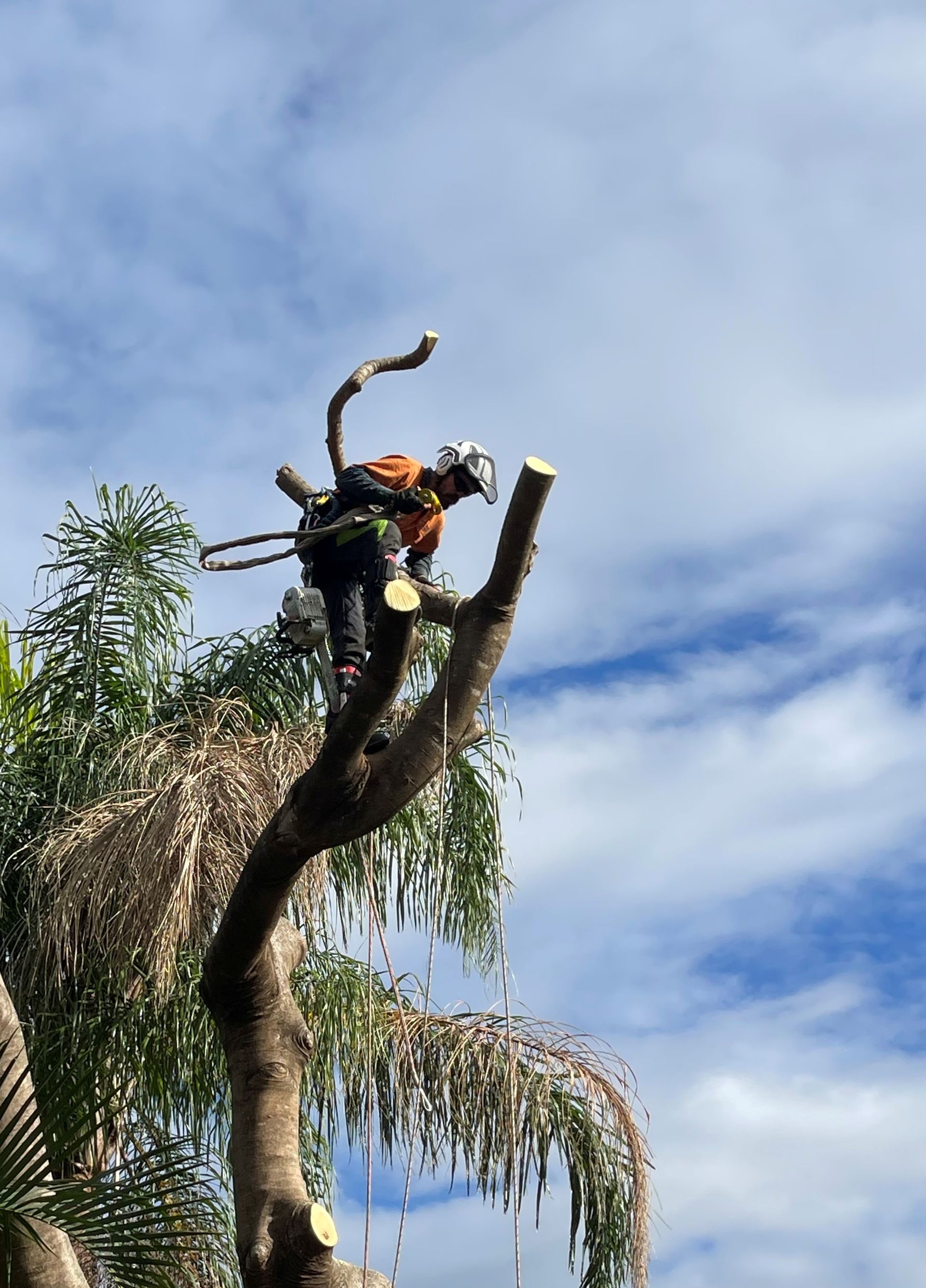 Tree Lopping Services & Tree Loppers Brisbane | GDE Tree Services
