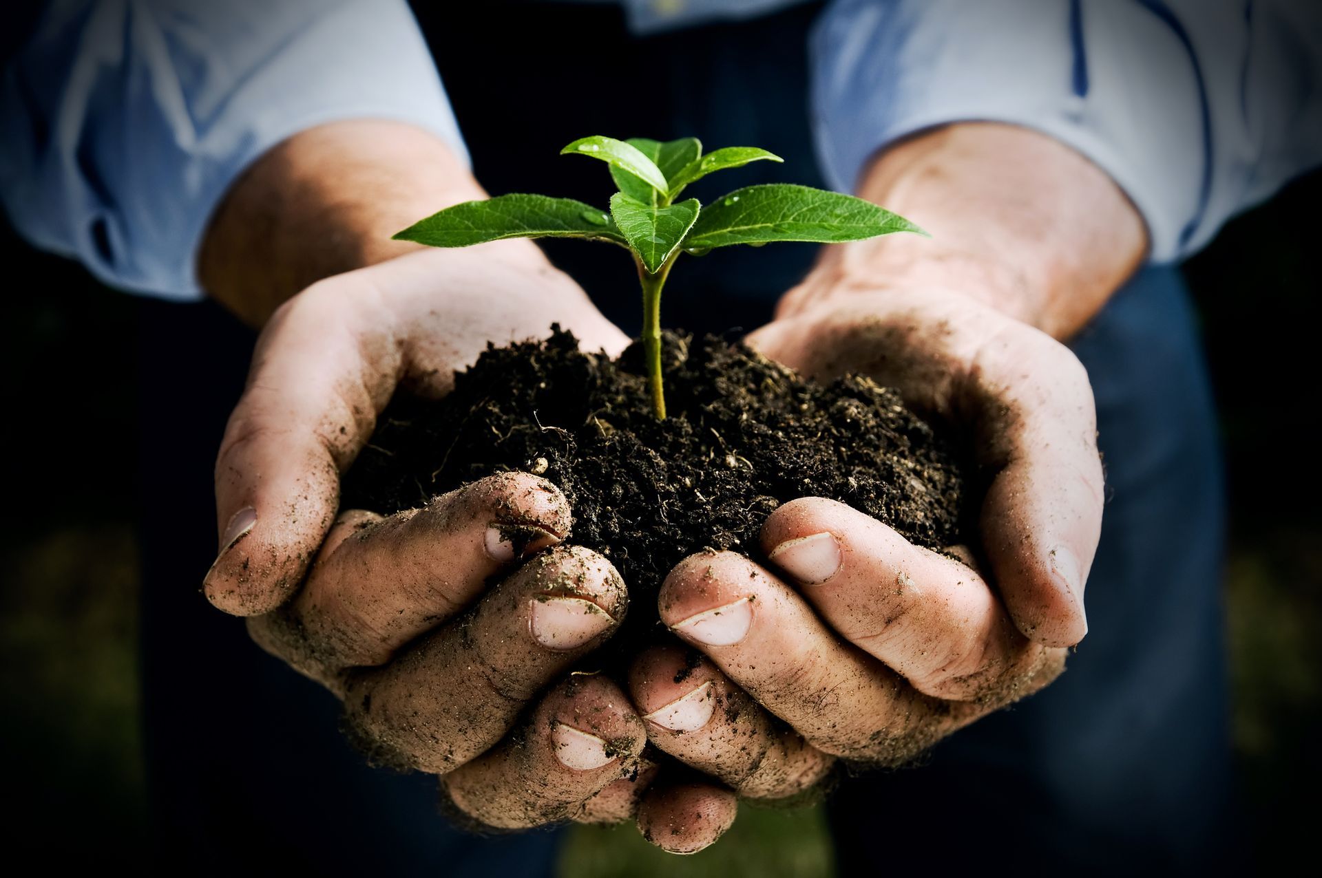 Arborist Consultations in Leonia, NJ
