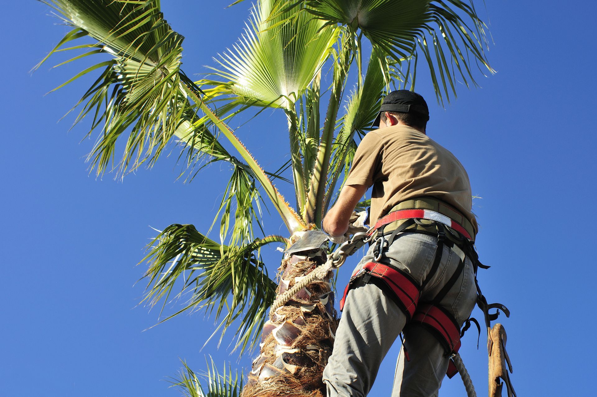 Palm Tree Service in Leonia, NJ Palm Tree Service in Leonia, NJ