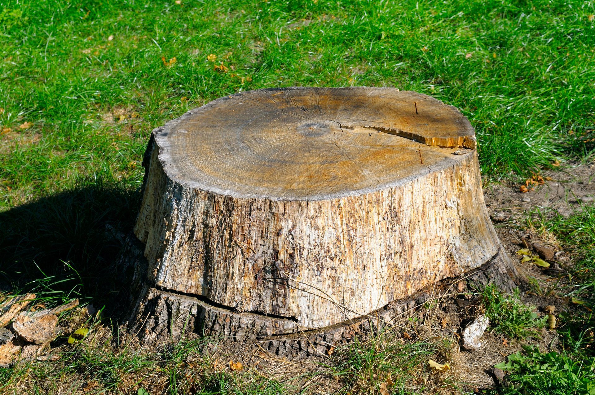 Stump Removal in Leonia, NJ