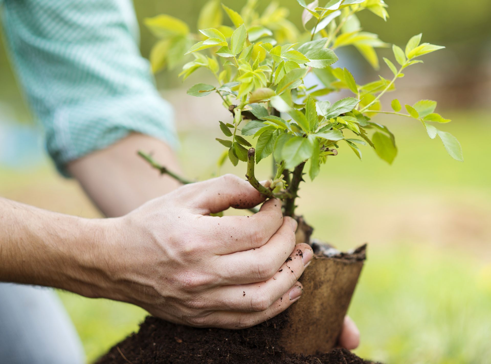 Tree Care in Leonia, NJ Tree Care in Leonia, NJ