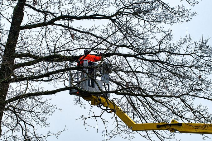 Tree Service in Leonia, NJ Tree Service in Leonia, NJ
