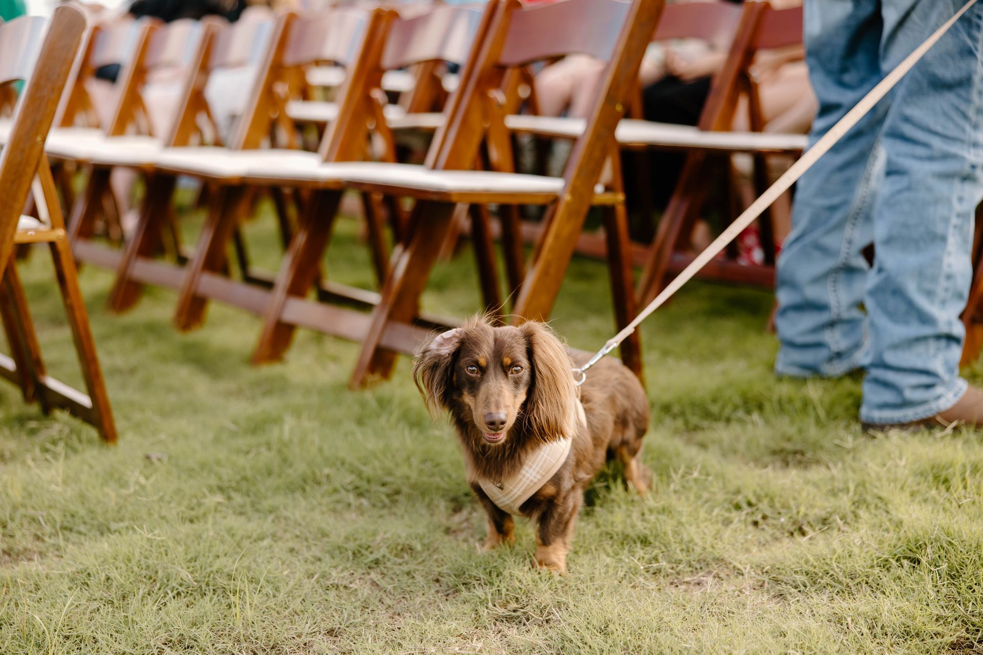 dog at outdoor wedding