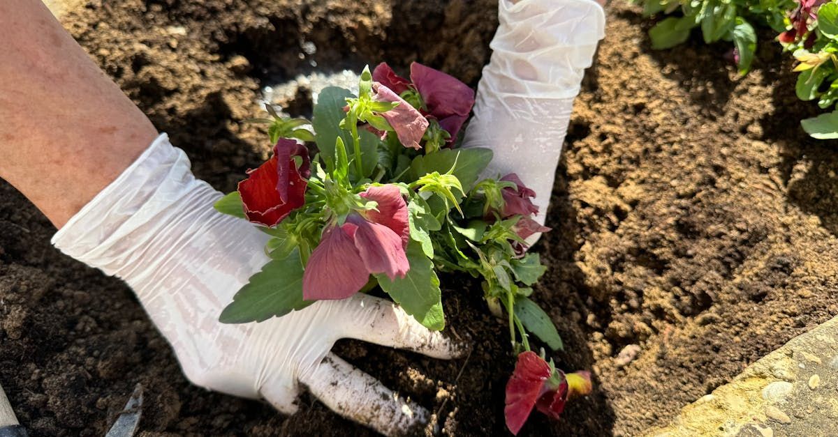 A person wearing white gloves is planting flowers in a garden.