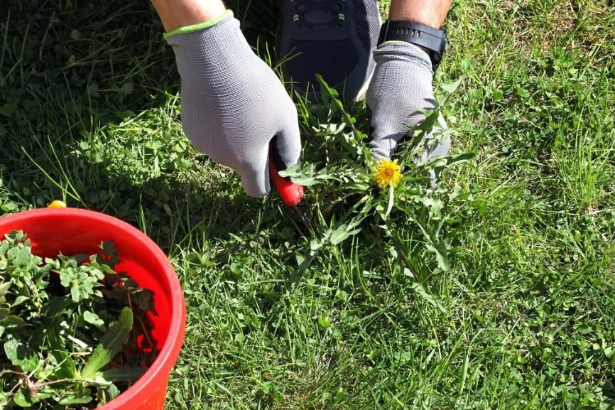 A Person Wearing Gloves Is Cutting Weeds In The Grass — Magnolia Nursery In Dubbo, NSW