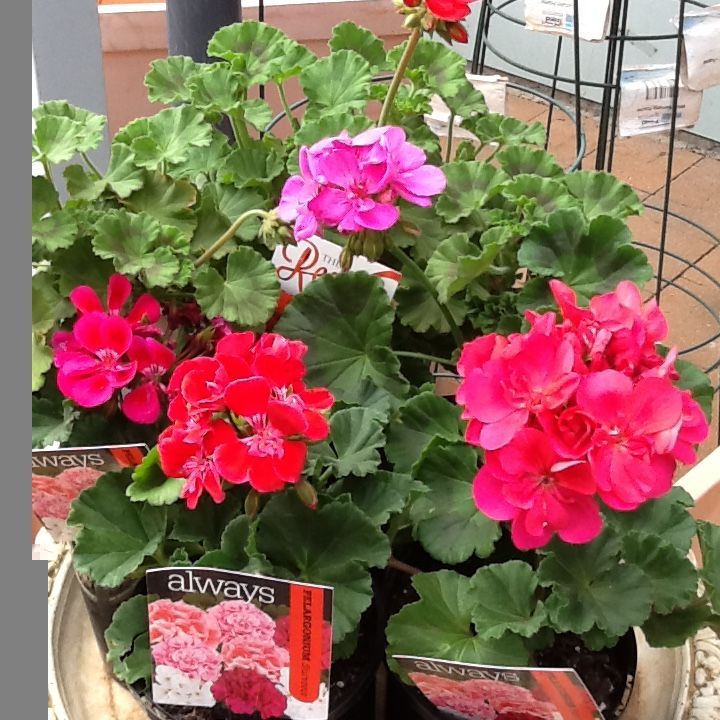 Red And Pink Roses - Magnolia Nursery, Dubbo NSW