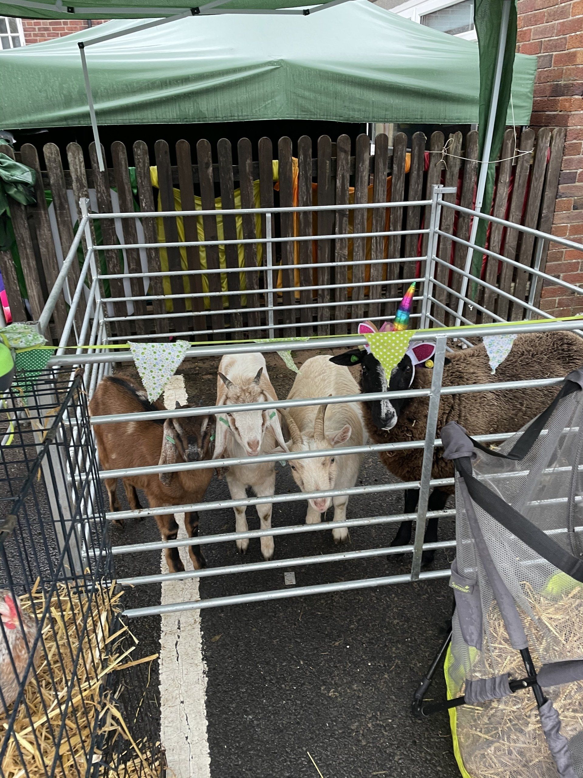 A group of sheep are standing in a fenced in area.